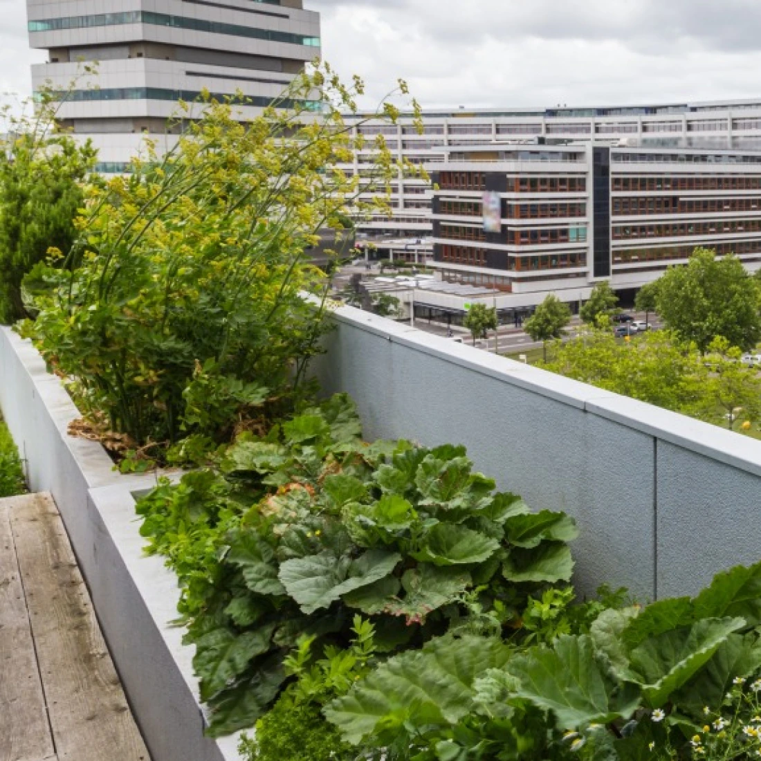 La renaturation des  sols et des espaces  urbains