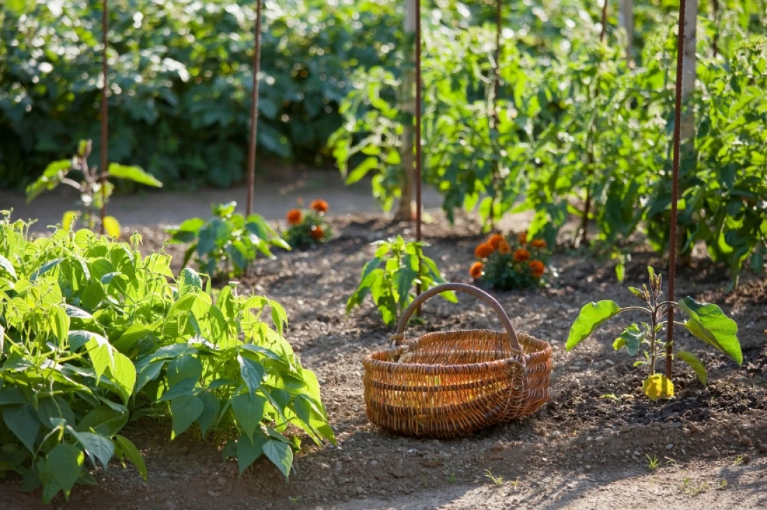Daniel Moquet potager legumes 
