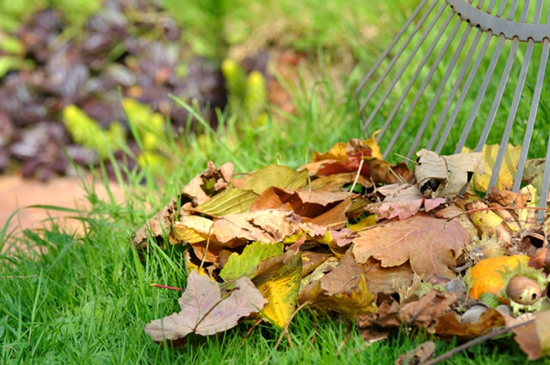 Daniel Moquet jardin feuilles mortes automne 