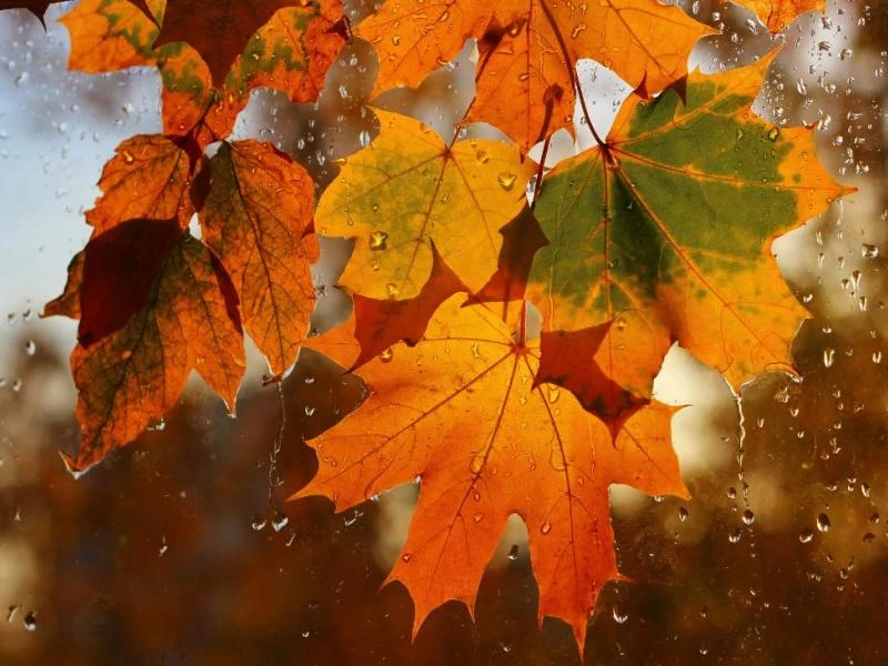Pourquoi les feuilles changent de couleur à l'automne ?