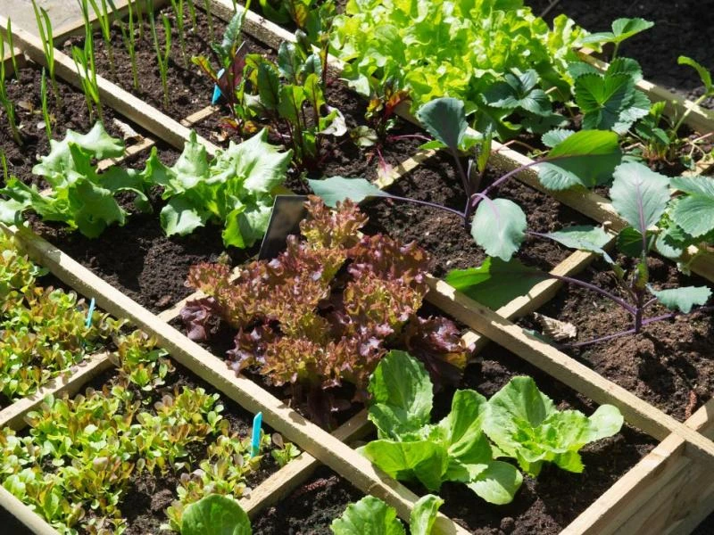 Le jardin en carré ou le jardinage pour tous