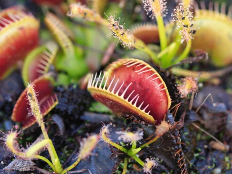 Les plantes carnivores : mieux les connaître pour mieux les cultiver !