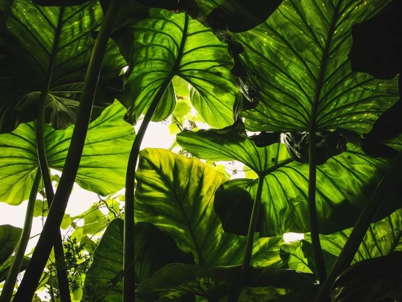 Des engrais naturels pour vos plantes vertes