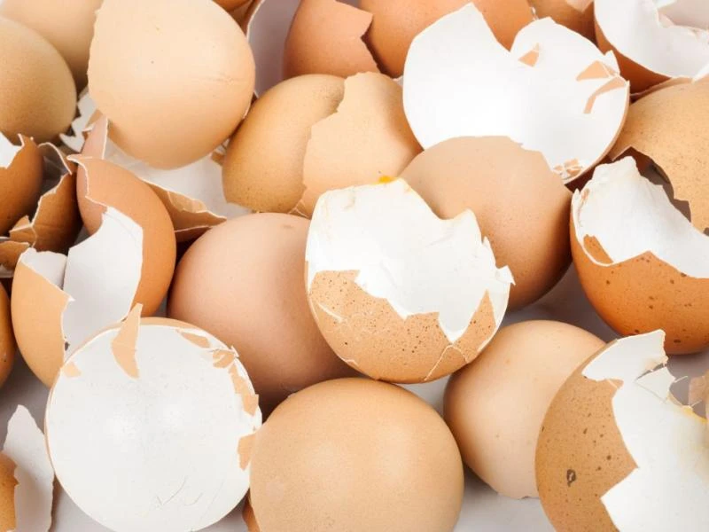Donner une seconde vie aux coquilles d'œufs