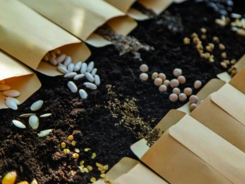 Comment produire ses propres graines ?