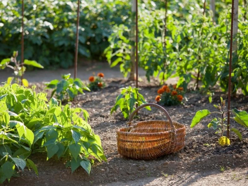 6 conseils et astuces pour bien placer vos légumes dans votre potager !