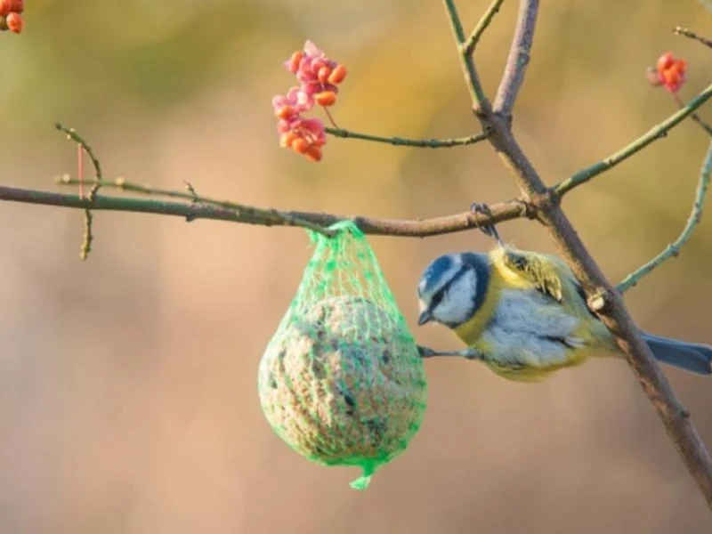 Un jardin accueillant pour les oiseaux pendant l'hiver