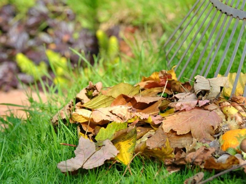 Feuilles d'Automne : atouts vs inconvénients